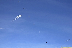 Venice kite festival_0126